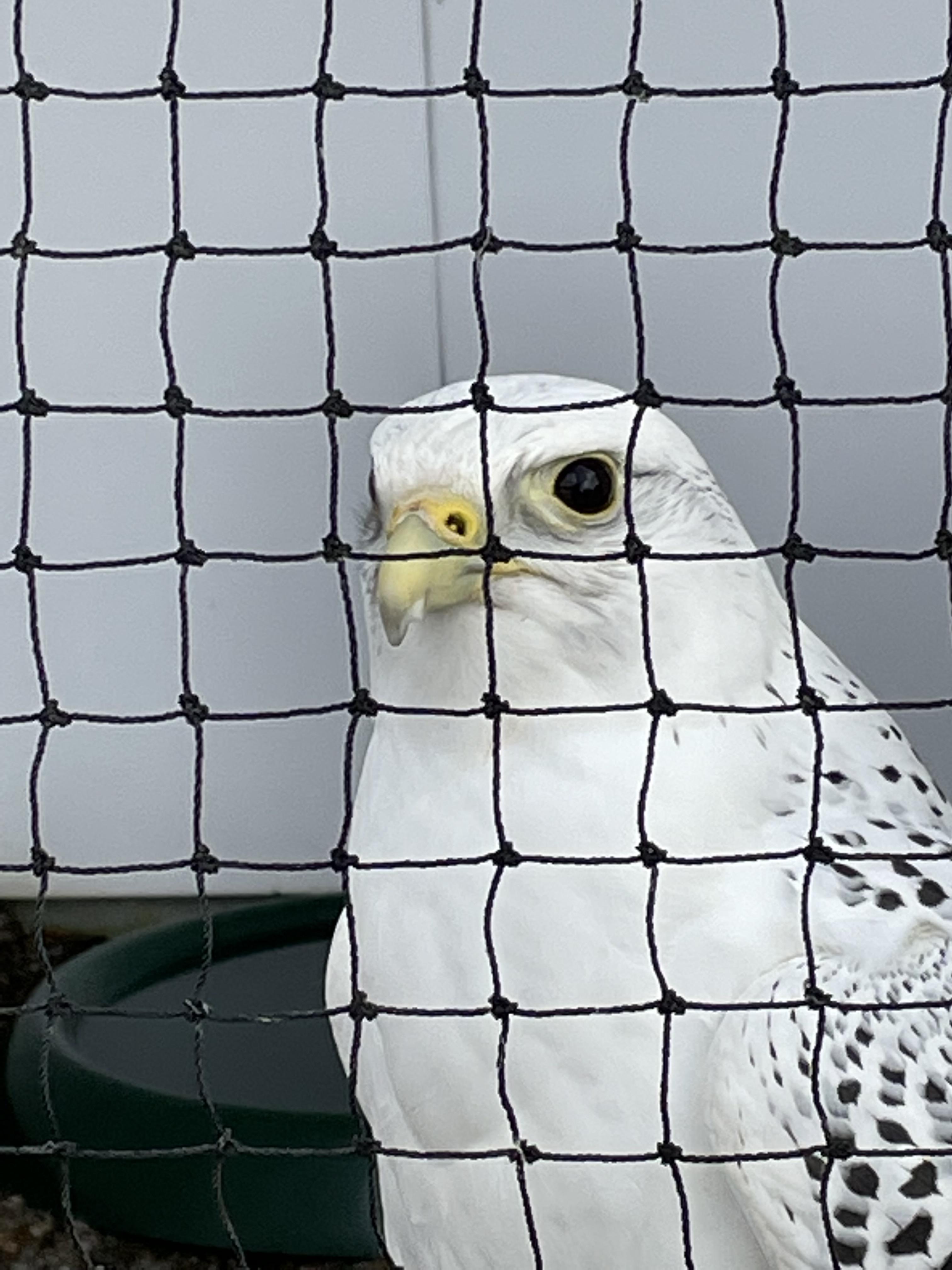 Thread Image